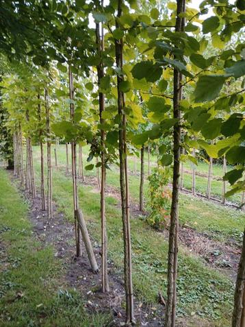 Corylus Colurna/ Turkse hazelaar beschikbaar voor biedingen