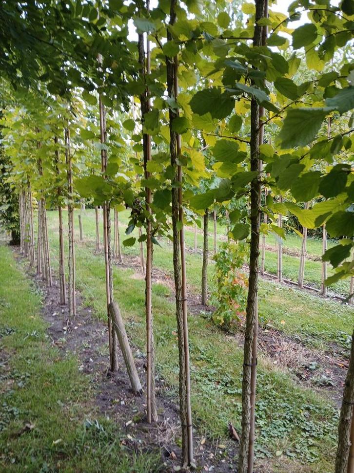 Corylus Colurna/ Turkse hazelaar, Tuin en Terras, Planten | Bomen, Overige soorten, 250 tot 400 cm, Volle zon, Lente, Ophalen