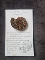 Ammoniet Fossiel uit Madagascar, Verzamelen, Ophalen of Verzenden, Fossiel