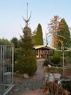 Kerstboom Fijne Spar - 3,5 Meter -, Bloeit niet, Overige soorten, 250 tot 400 cm, Ophalen