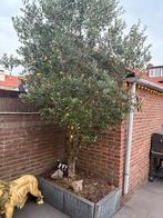 Olijfen boom op stam 2.5 meter hoog, Tuin en Terras, Planten | Bomen, Ophalen of Verzenden, Volle zon
