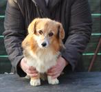 Mooi meisje welsh corgi  op zoek naar de beste familie, Dieren en Toebehoren, Rabiës (hondsdolheid), Teef, Buitenland, Eén hond