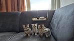 Kitten, Dieren en Toebehoren, Katten en Kittens | Overige Katten