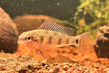 Dicrossus maculatus - vrouwelijk beschikbaar voor biedingen