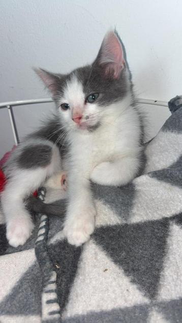 Ragdoll x Europese korthaar 🐾 – ik zoek mijn gouden mandje beschikbaar voor biedingen