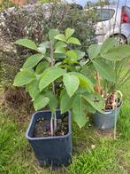 Walnotenboom, Tuin en Terras, Planten | Fruitbomen, Ophalen, Minder dan 100 cm, Volle zon, In pot