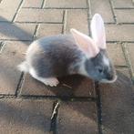 Duitse Reuzen., Vrouwelijk, Groot