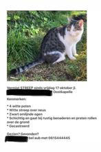 Kat kater vermist, Dieren en Toebehoren, Katten en Kittens | Overige Katten, Meerdere dieren, Kortharig, 0 tot 2 jaar