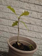 Bonsai eik starter zelf gekweekt, Tuin en Terras, Ophalen, Volle zon, Overige soorten, Minder dan 100 cm