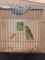 Jonge forpussen al redelijk tam, Geslacht onbekend, Dwergpapegaai of Agapornis, Tam