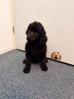 Erg lieve mooie zwarte koningspoedel pup reu poedel, CDV (hondenziekte), 8 tot 15 weken, Eén hond, Nederland