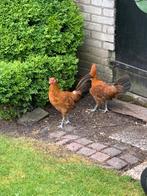 gevraagd iemand die kuikens kan seksen, Dieren en Toebehoren, Meerdere dieren, Kip