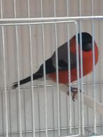 Noordse goudvink man van 2025, Dieren en Toebehoren, Vogels | Overige Vogels, Mannelijk, Wildzangvogel, Geringd