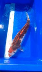 Koi karper Goromo, Karper of Koi