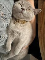 Kitten-Lilac kleurig Britsekorthaar Naam Diva, Dieren en Toebehoren, Katten en Kittens | Raskatten | Korthaar, Poes, Ontwormd
