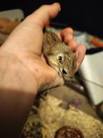 Gerbil pups, Dieren en Toebehoren, Knaagdieren, Juni, Meerdere dieren, Overige typen, Tam