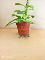 Hoya Sunrise potmaat 8.5 nummer H494, Ophalen of Verzenden, Overige soorten, Minder dan 100 cm
