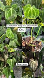 Anthurium King of Clarinervium, Tuin en Terras, Planten | Tuinplanten, Verzenden