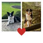 Nestaankondiging: bordercollie x australian shepherd, Dieren en Toebehoren, 8 tot 15 weken, Meerdere, Meerdere dieren, Nederland