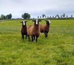 Zwartbles dekrammen, Dieren en Toebehoren, Mannelijk, Schaap, 0 tot 2 jaar