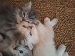 Siberische kittens, Dieren en Toebehoren, Meerdere dieren, Ontwormd
