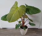 Mooie Philodendron Fuzzy in leuke licht groen / grijze pot., Ophalen, Overige soorten, In pot, Minder dan 100 cm