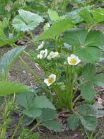 Aardbeiplanten, Ophalen of Verzenden, Zomer, Overige soorten, Volle zon