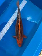 Ake matsuba van de kweker Ooya, Dieren en Toebehoren, Vissen | Vijvervissen, Karper of Koi
