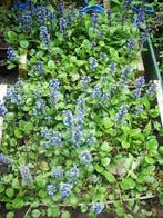 groenblijvend tuinplanten ajuga paarsblauw in potjes, Bodembedekkers, Volle zon, Vaste plant, Ophalen of Verzenden