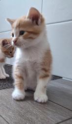 Unieke kittens te koop!, Dieren en Toebehoren, Katten en Kittens | Overige Katten, Kater, Kortharig, 0 tot 2 jaar