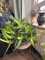 Plants, Overige soorten, Ophalen of Verzenden, In pot, Minder dan 100 cm