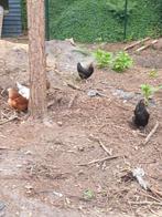 Kippen te koop, Dieren en Toebehoren, Pluimvee, Vrouwelijk, Kip