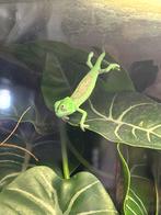 Baby kameleons (2/10), Dieren en Toebehoren, Amfibie, 0 tot 2 jaar