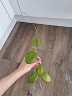 Hoya nathalie kopstek, Ophalen of Verzenden, Overige soorten, Minder dan 100 cm