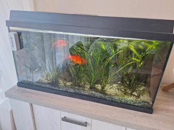 Juwel aquarium  beschikbaar voor biedingen
