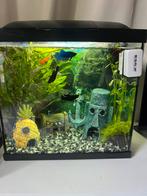 Aquarium met diverse vissen, Dieren en Toebehoren, Ophalen, Zo goed als nieuw, Gevuld zoetwateraquarium