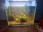 Compleet aquarium, Dieren en Toebehoren, Ophalen, Zo goed als nieuw, Gevuld zoetwateraquarium