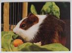 Cavia tussen de groente, Ophalen of Verzenden, 1980 tot heden, Gelopen, Knaagdier