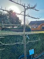 Pruimen boom Leivorm, Ophalen