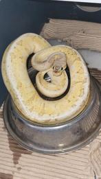 1.0 Vanilla Fire Calico, Slang