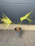 Livistonia Chinensis palm, Tuin en Terras, Planten | Tuinplanten, Halfschaduw, Ophalen of Verzenden, Overige soorten, Bloeit niet