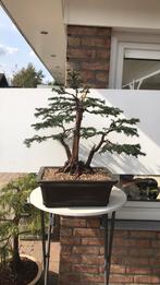 Taxus bonsai, Ophalen, Bloeit niet, Halfschaduw, Overige soorten