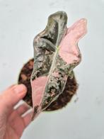Alocasia Nobilis Pink Variegata p12, Huis en Inrichting, Kamerplanten, Ophalen of Verzenden, Halfschaduw, Minder dan 100 cm