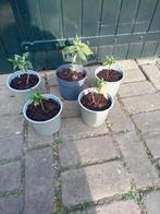 stekken gele vlinderstruik, buddleja, Ophalen of Verzenden, Vlinderstruik, Struik, Minder dan 100 cm