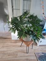 Vingerplant, Huis en Inrichting, Ophalen, Halfschaduw, Minder dan 100 cm