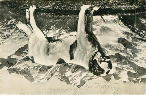 (381-231-009) Hund, Verzamelen, Ansichtkaarten | Buitenland, Overig Europa, Verzenden