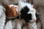 2 jonge cavia zeugjes, Cavia, Vrouwelijk, Januari, Tam