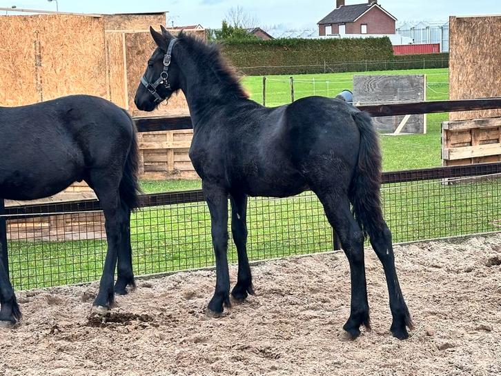 Chique mooi groot fries merrieveulen!! Vol papier!, Dieren en Toebehoren, Paarden, Merrie, 0 tot 2 jaar