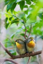 Leiothrix Lutea, Dieren en Toebehoren, Vogels | Overige Vogels, Meerdere dieren, Tropenvogel, Geringd