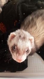 Fret te koop, Dieren en Toebehoren, Knaagdieren, Juni, Mannelijk, Tam